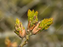 Attēlu rezultāti vaicājumam “Quercus robur bud”