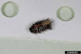 Attēlu rezultāti vaicājumam “Anthrenus scrophulariae”