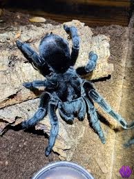 Attēlu rezultāti vaicājumam “Comatricha pulchella”