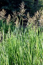 Attēlu rezultāti vaicājumam “Glyceria maxima fruit”