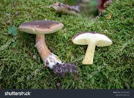 Attēlu rezultāti vaicājumam “Xerocomus pruinatus”