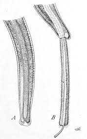 Attēlu rezultāti vaicājumam “Trichia contorta young”