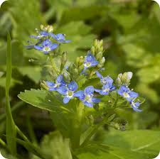 Attēlu rezultāti vaicājumam “Veronica beccabunga bud”