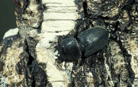 Attēlu rezultāti vaicājumam “Dorcus parallelopipedus”