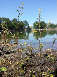 Attēlu rezultāti vaicājumam “Rorippa palustris”