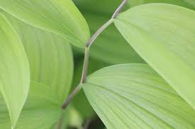 Attēlu rezultāti vaicājumam “Lycogala maculatum sessile”