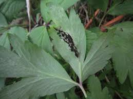 Attēlu rezultāti vaicājumam “Urocystis anemones”