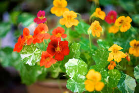 Attēlu rezultāti vaicājumam “Tropaeolum majus flower”