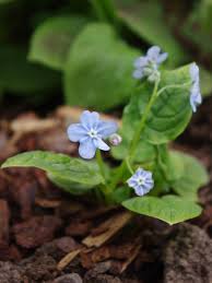 Attēlu rezultāti vaicājumam “Omphalodes verna leaf”