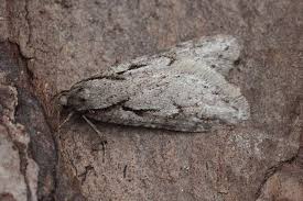 Attēlu rezultāti vaicājumam “Semioscopis avellanella”