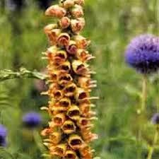 Image result for Digitalis ferruginea