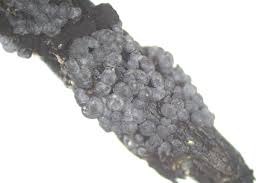 Attēlu rezultāti vaicājumam “Diderma chondrioderma spores”