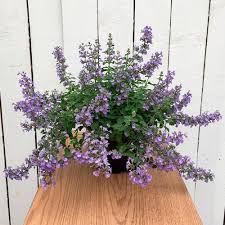 Attēlu rezultāti vaicājumam “Nepeta x faassenii flower”
