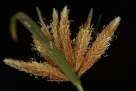 Attēlu rezultāti vaicājumam “Cyperus fuscus”