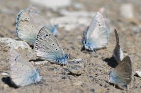 Attēlu rezultāti vaicājumam “Cyaniris semiargus”