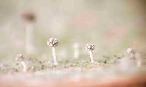 Attēlu rezultāti vaicājumam “Chaenotheca phaeocephala”