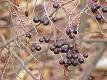 Aronia - Wikipedia, the free encyclopedia