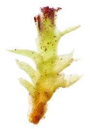 Attēlu rezultāti vaicājumam “Scapania apiculata”