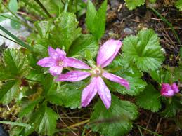 Attēlu rezultāti vaicājumam “Rubus arcticus flower”