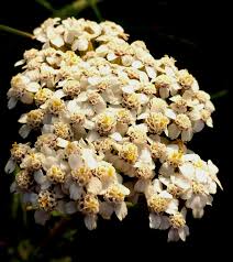 Attēlu rezultāti vaicājumam “Achillea millefolium”