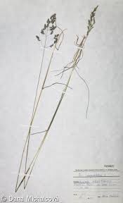 Attēlu rezultāti vaicājumam “Poa angustifolia”