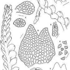 Attēlu rezultāti vaicājumam “Cladopodiella francisci”