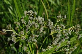 Attēlu rezultāti vaicājumam “Scirpus sylvaticus bud”