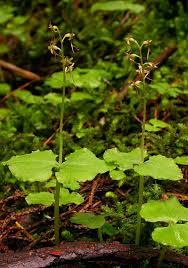 Attēlu rezultāti vaicājumam “Listera cordata fruit”
