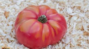 Afbeeldingsresultaat voor millionaire tomato