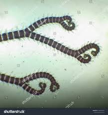 Attēlu rezultāti vaicājumam “Ceramium sp.”