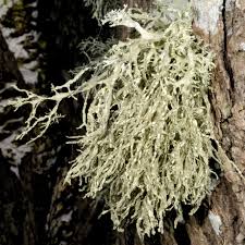 Attēlu rezultāti vaicājumam “Ramalina farinacea”