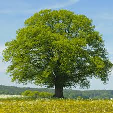 Attēlu rezultāti vaicājumam “Tilia cordata”