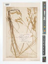 Attēlu rezultāti vaicājumam “Festuca arenaria”