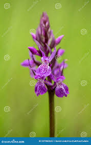 Attēlu rezultāti vaicājumam “Dactylorhiza russowii leaf”
