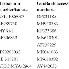 Attēlu rezultāti vaicājumam “Stemonitis foliicola stalked”