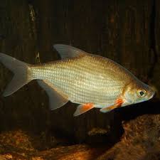 Image result for Blicca bjoerkna