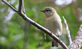 Image result for Vermivora peregrina