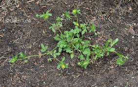 Attēlu rezultāti vaicājumam “Potentilla norvegica leaf”