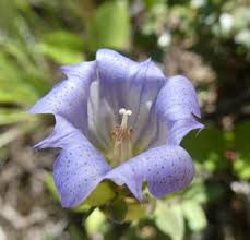 Image result for Campanula affinis