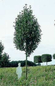 Attēlu rezultāti vaicājumam “Sorbus aria”