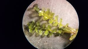 Attēlu rezultāti vaicājumam “Plagiochila porelloides”