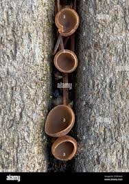 Attēlu rezultāti vaicājumam “Ciboria amentacea”