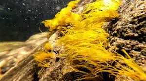 Attēlu rezultāti vaicājumam “Lemanea fluviatilis”