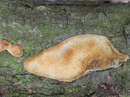 Attēlu rezultāti vaicājumam “Dichomitus campestris”