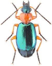 Attēlu rezultāti vaicājumam “Lebia chlorocephala”