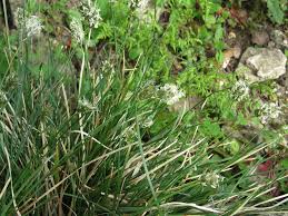 Attēlu rezultāti vaicājumam “Sesleria caerulea leaf”