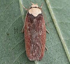 Attēlu rezultāti vaicājumam “Depressaria olerella imago”