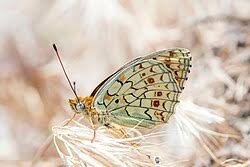 Attēlu rezultāti vaicājumam “Argynnis niobe”
