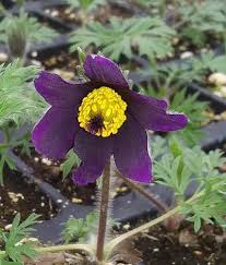 Attēlu rezultāti vaicājumam “Pulsatilla vulgaris”
