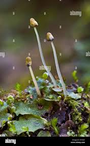 Attēlu rezultāti vaicājumam “Conocephalum”